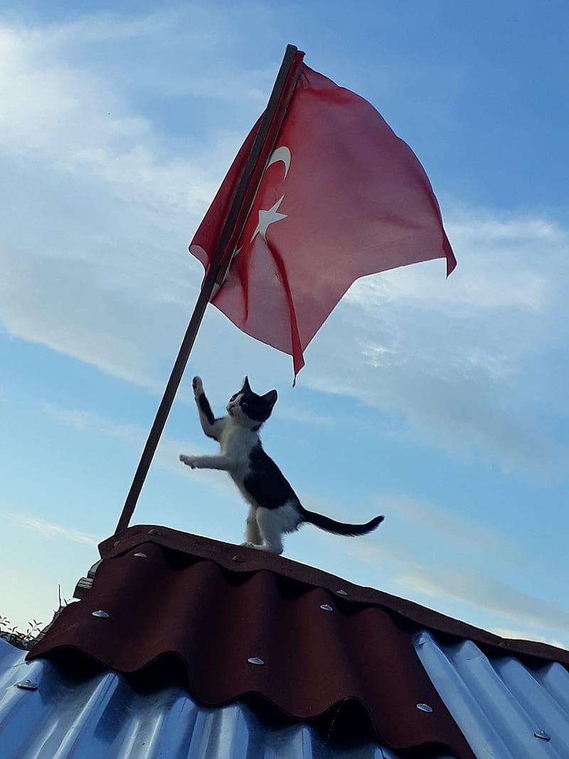 hd-wallpaper-kedi-animal-bayrak-cat-flag-turk-turkish-victory.jpg
