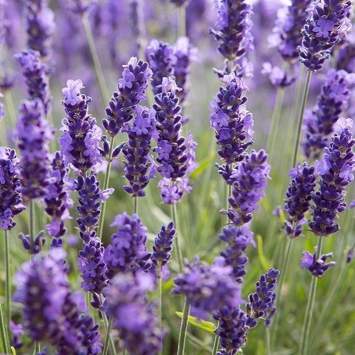 lavandula-angustifolia-lavanta-cicegi-tohumu-100-adet.jpg