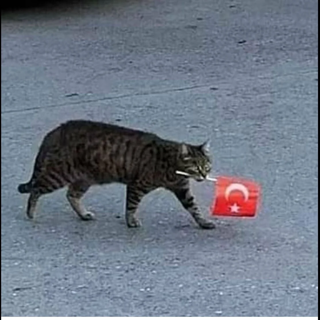 turkish-cat-carrying-a-turkish-flag-to-show-his-patriotism-v0-pvus2wxk3x3a1.webp