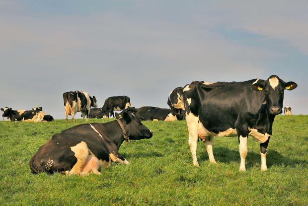 dairying-cows-at-grass.jpg