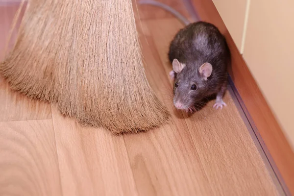 depositphotos-225947436-stock-photo-gray-mouse-hides-broom.jpg