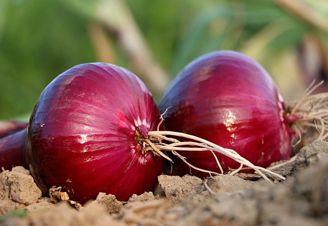 onion-1565604-640.jpg
