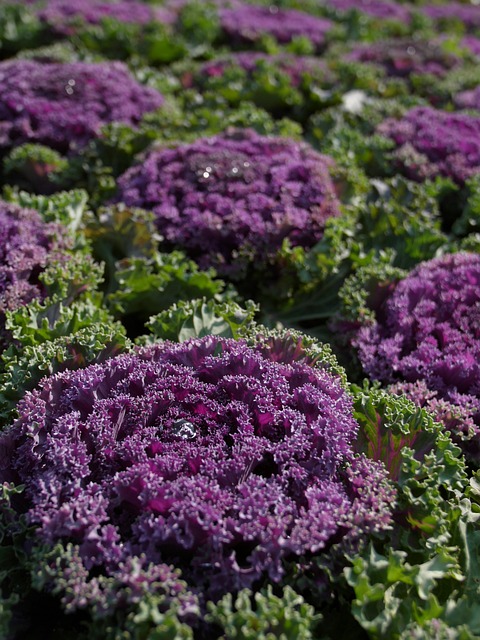 purple-cauliflower-1752438-640.jpg