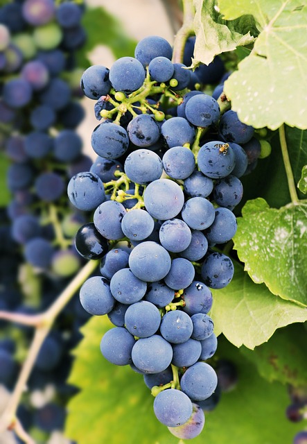 grapes-3623694-640.jpg