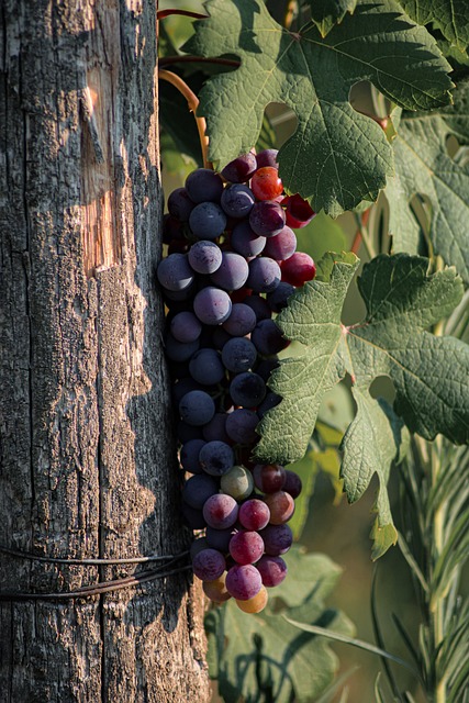 grapevine-7368800-640.jpg