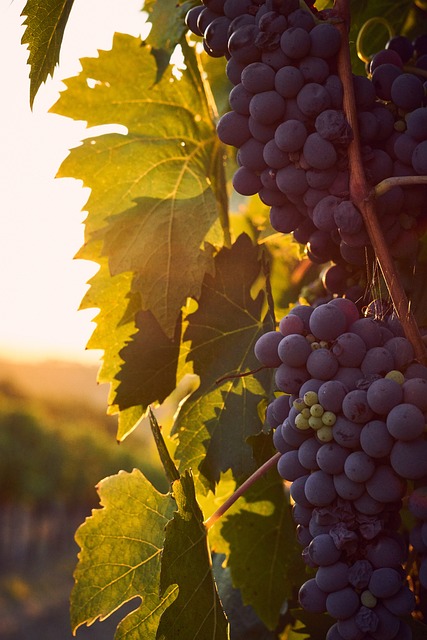 vines-4520513-640.jpg