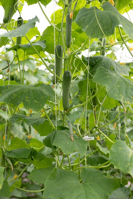 cucumber-4255392-640.jpg