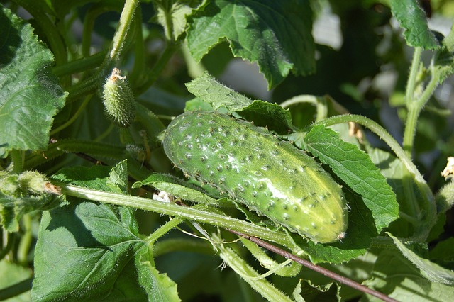 cucumbers-950695-640.jpg