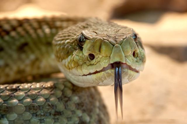 speckled-rattlesnake-653642-640.jpg