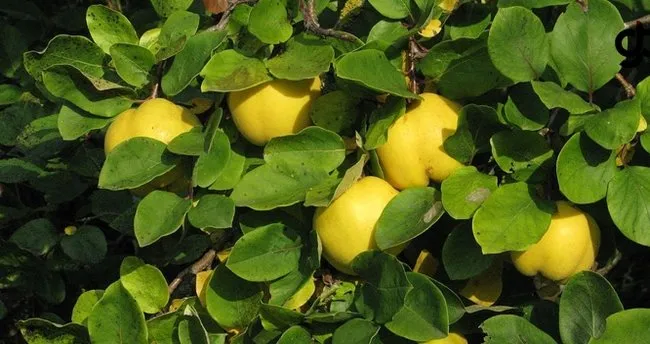 650x344-ayva-yapragi-oksuruge-iyi-gelir-mi-1543564052428.webp