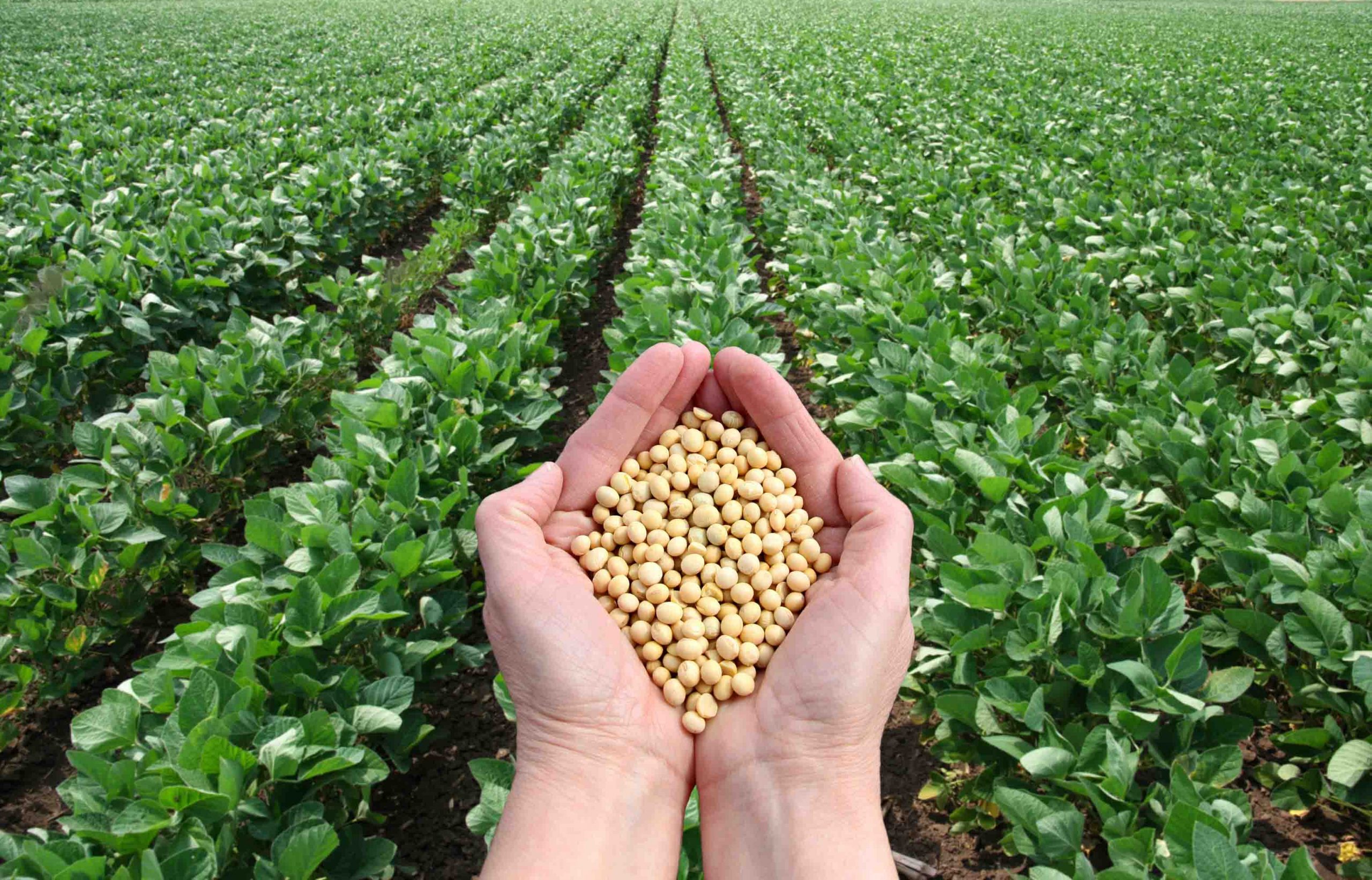 soya-2-scaled.jpg