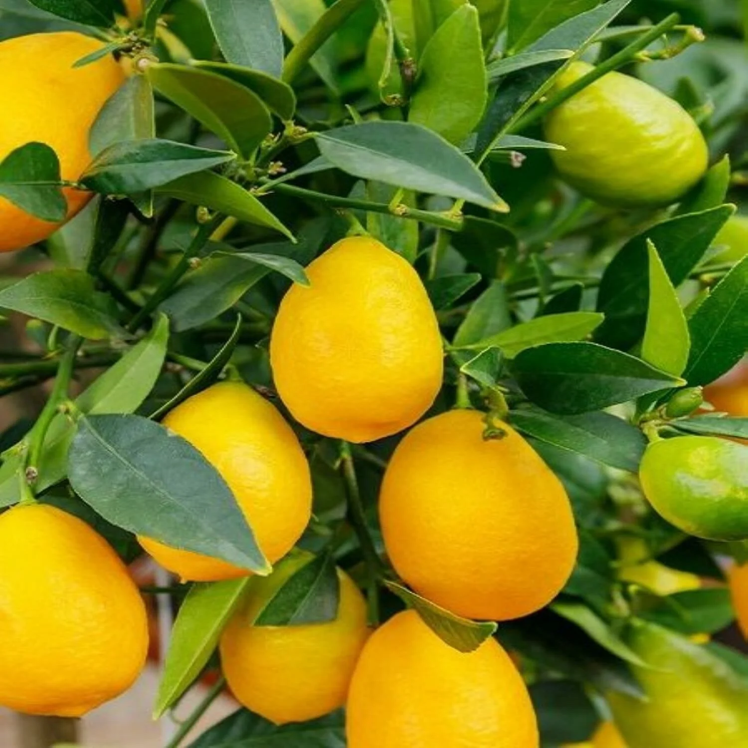 limequat-limon-fidani-tuplu-asili-2-yas-70-90-cm-991.webp