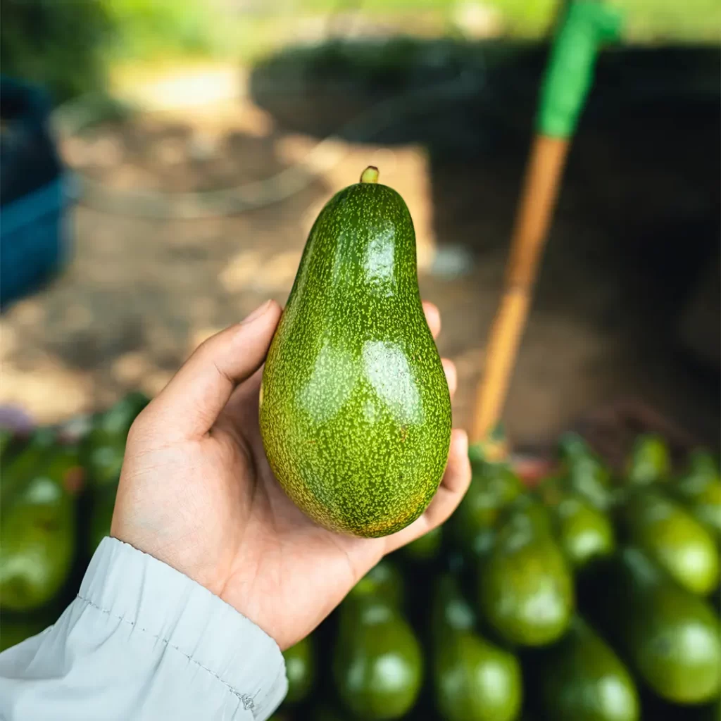 avokado-hasat-zamani-bifid-1024x1024.webp
