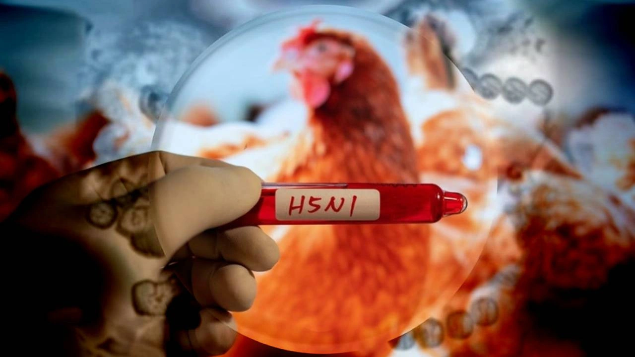 kus-gribi-uzmanlari-harekete-gecirdi-ilk-kez-goruldu-kus-gribi-nedir-kus-gribi-belirtileri-nelerdir-iste-ayrintilar-pdmo.webp