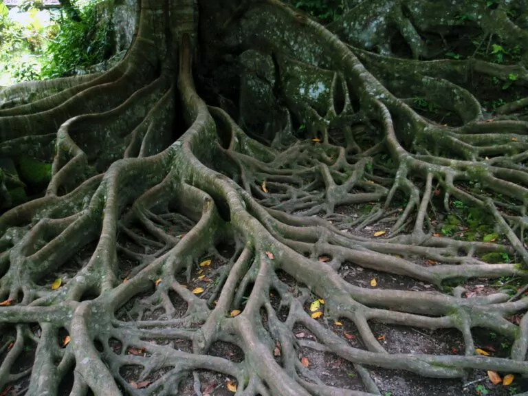 can-tree-roots-damage-a-foundation-768x576-jpg.webp