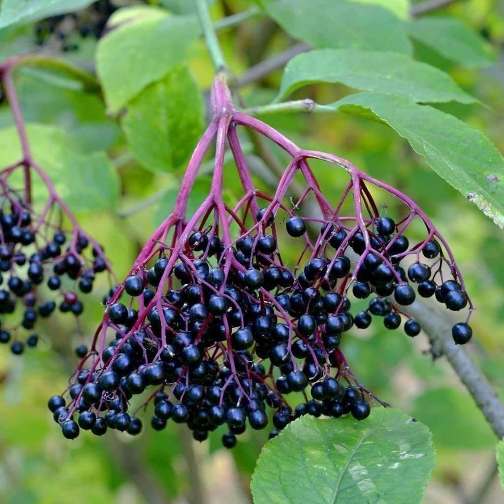 tuplu-sambucus-nigra-kara-murver-fidani.jpg