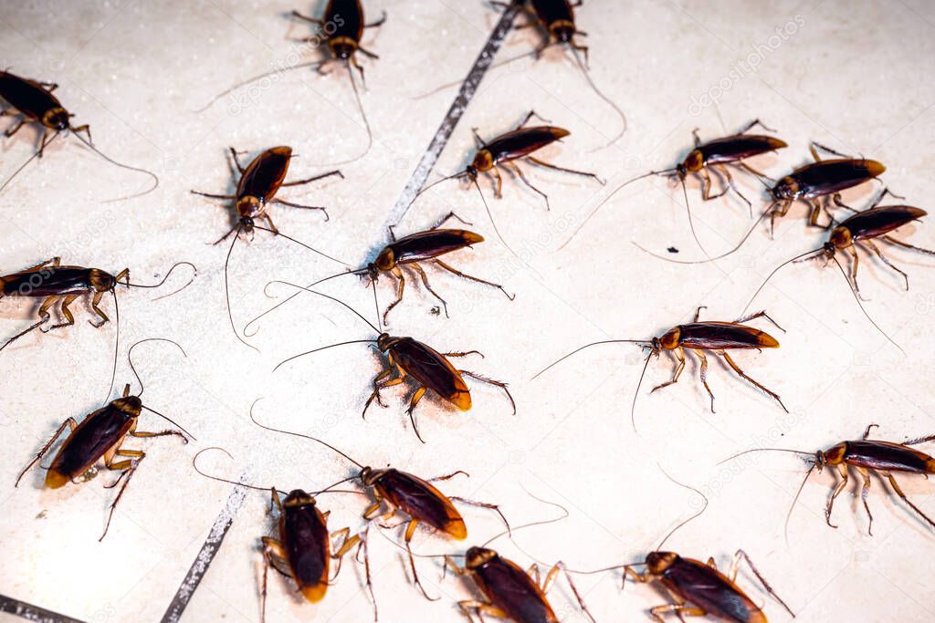 depositphotos-535173030-stock-photo-homemade-red-cockroaches-eating-sugar.jpg