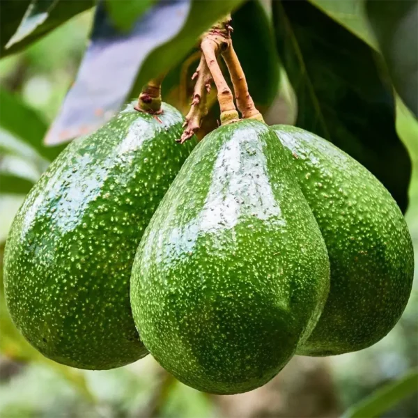 avakado-6-biogrup-natural-urunler-antalya-dalindan-meyveler-600x600.webp