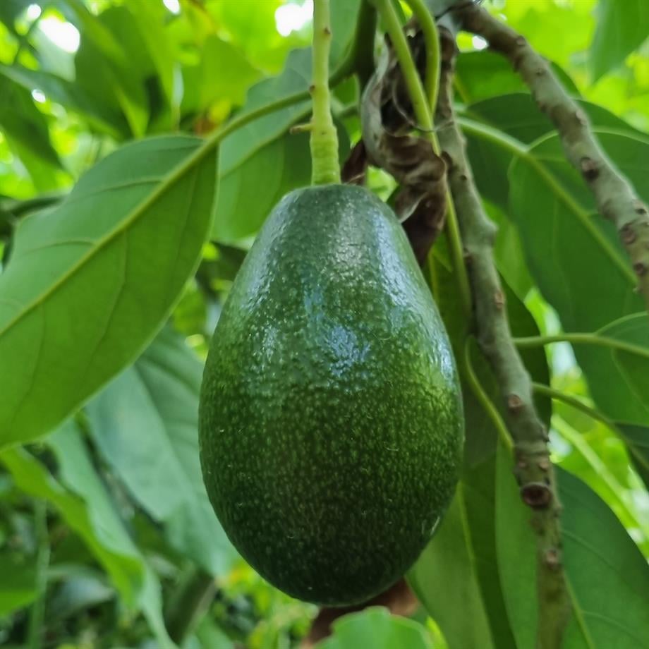 avokado-bacon-1-kg-f-afbf.jpg