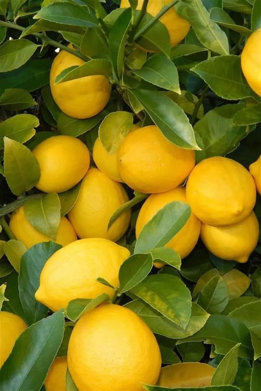 narenciye-fidan-seti-kumkuat-limon-por-4da3b.webp