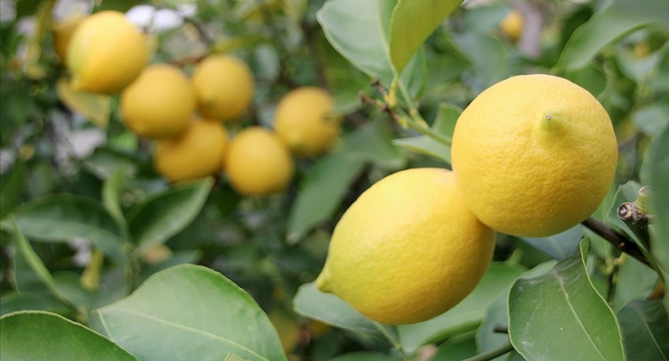 2024-02-12-limon-aa.webp