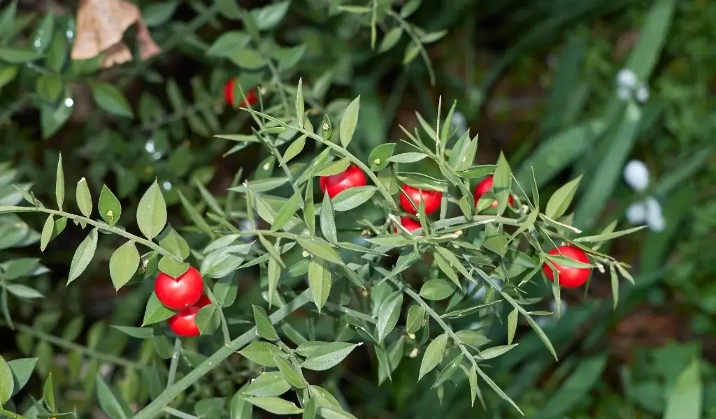 kokina-cicegi-bakimi-nasil-yapilir.webp