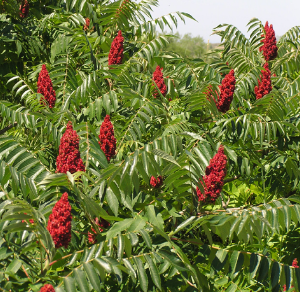 tuplu-sumak-agaci-fidani-2310-png.webp
