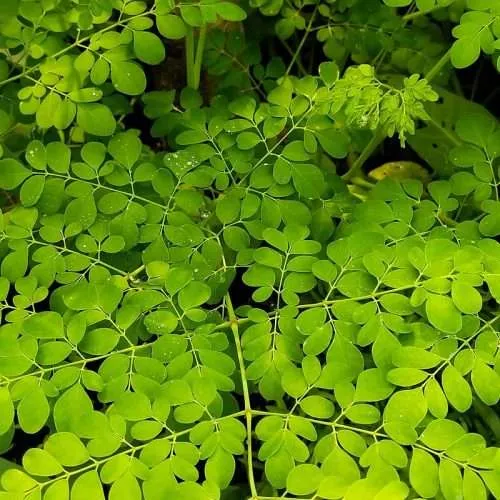 moringa-oleifera-e1612523525624.webp