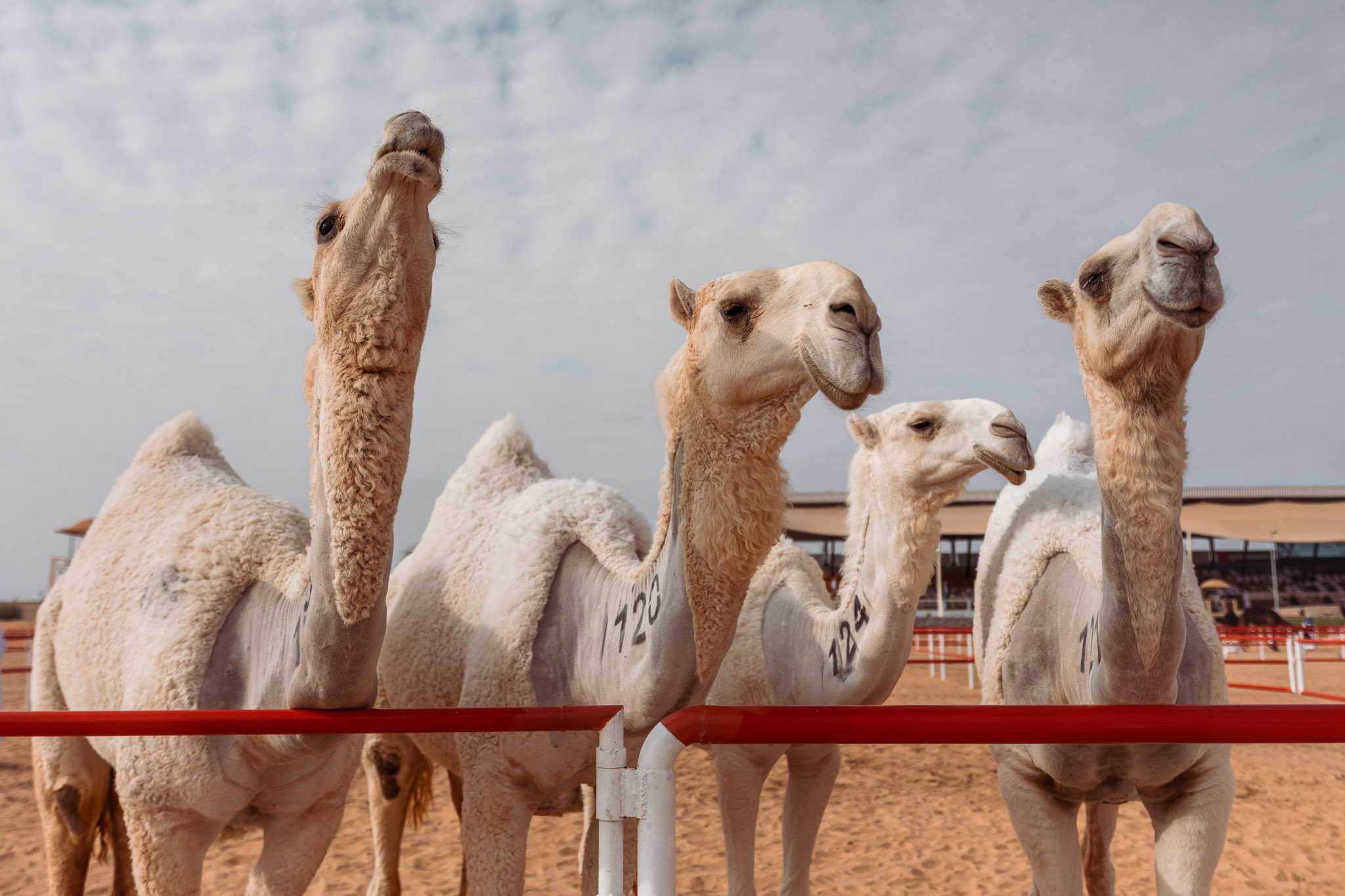 al-dhafra.jpg