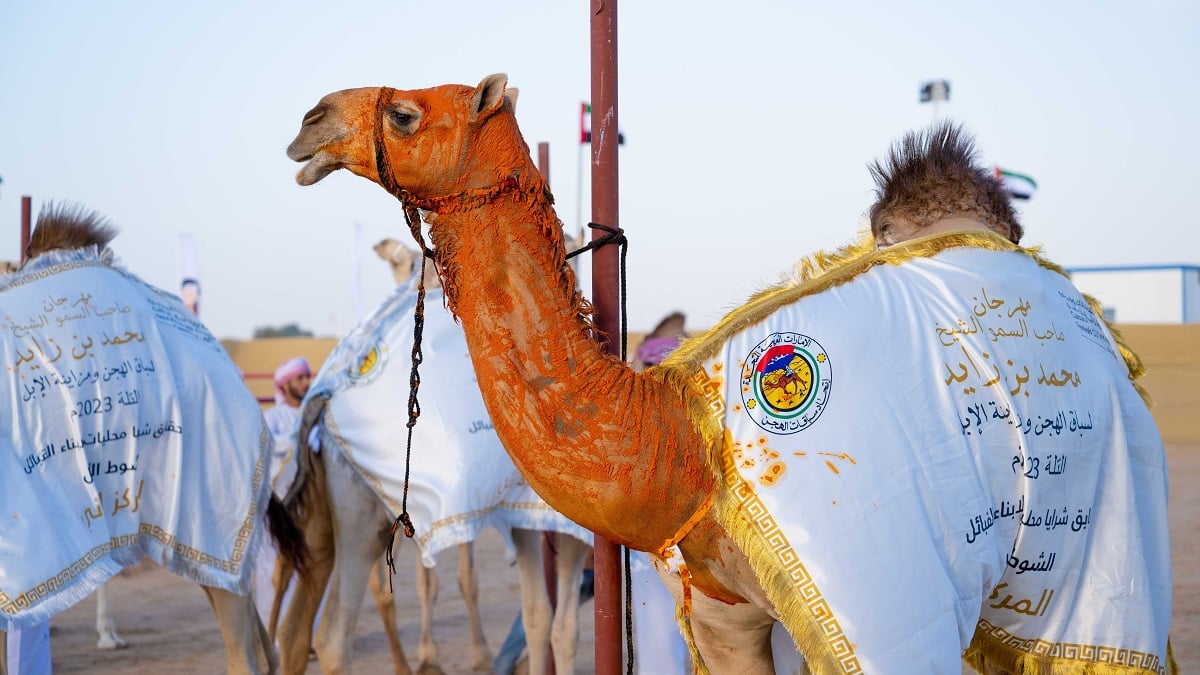camel-beauty-contest-1.jpg