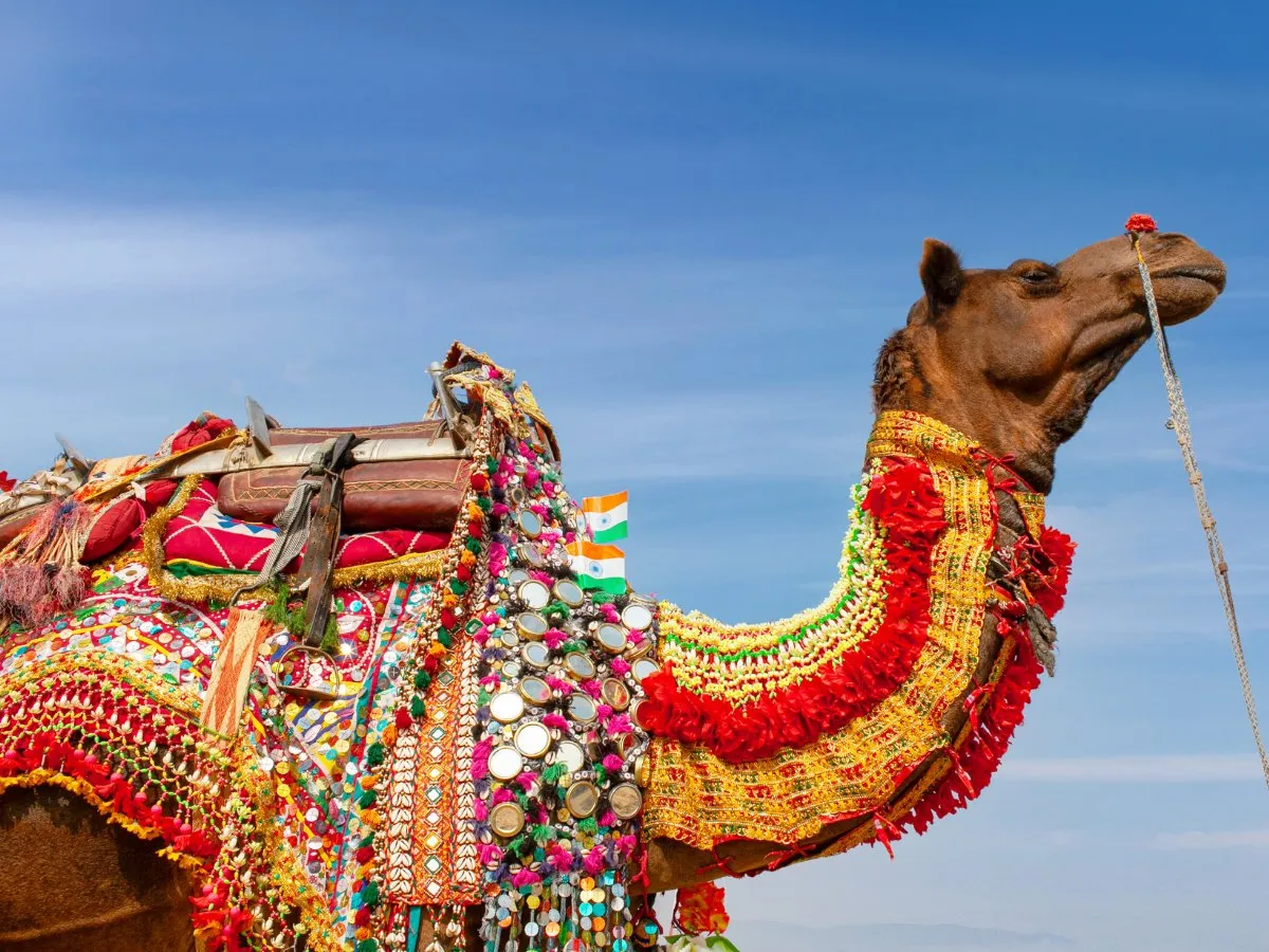 camel.webp