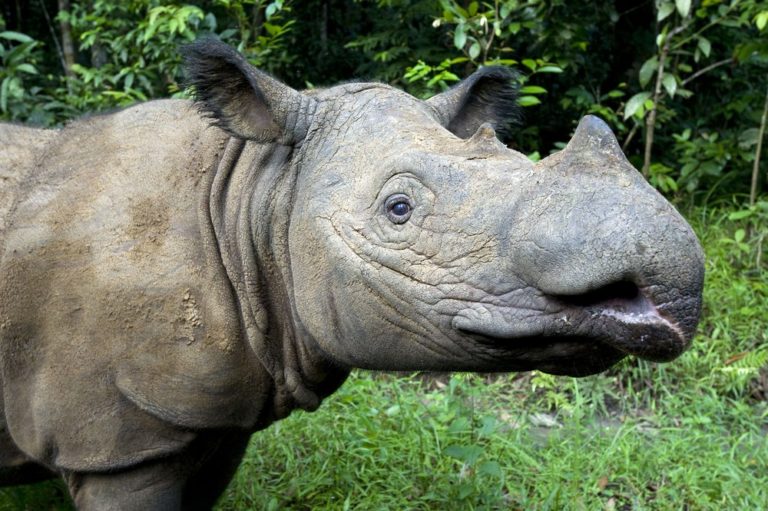 species-sumatran-credit-mark-carwardine4-768x511.jpg