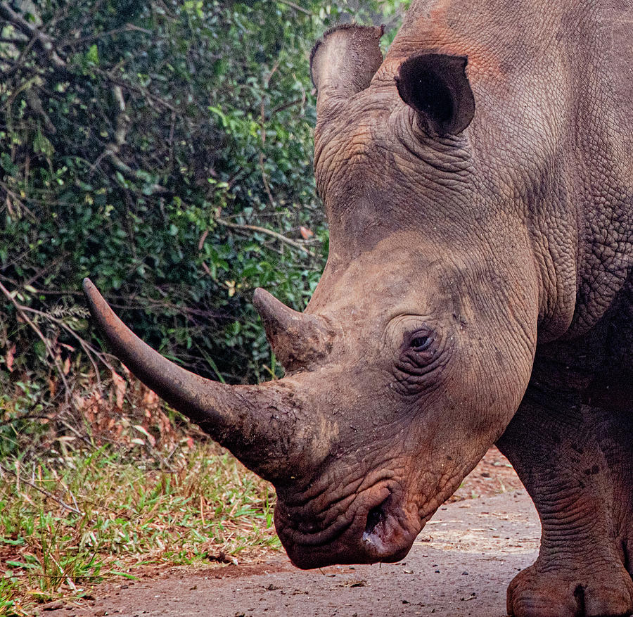 the-face-of-a-rhino-marcy-wielfaert.jpg