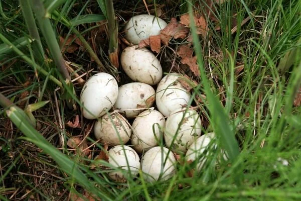 ordek-yumurtasi-fiyati-ne-kadar-faydalari-nelerdir-yenir-mi-jpg.webp
