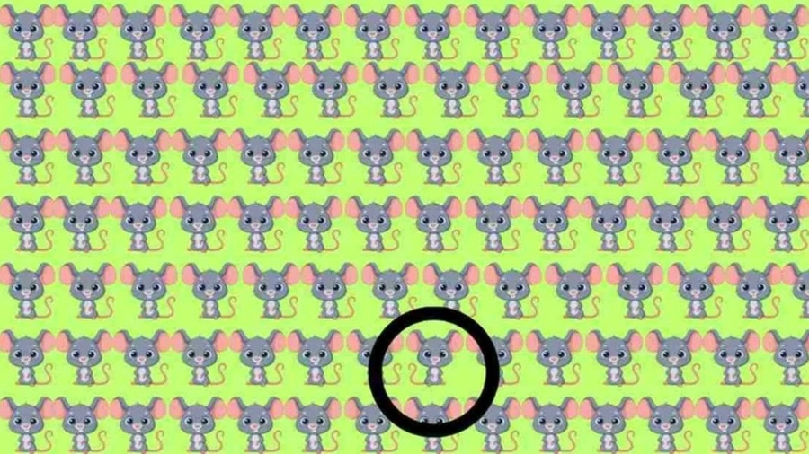 f2-pz6l.webp