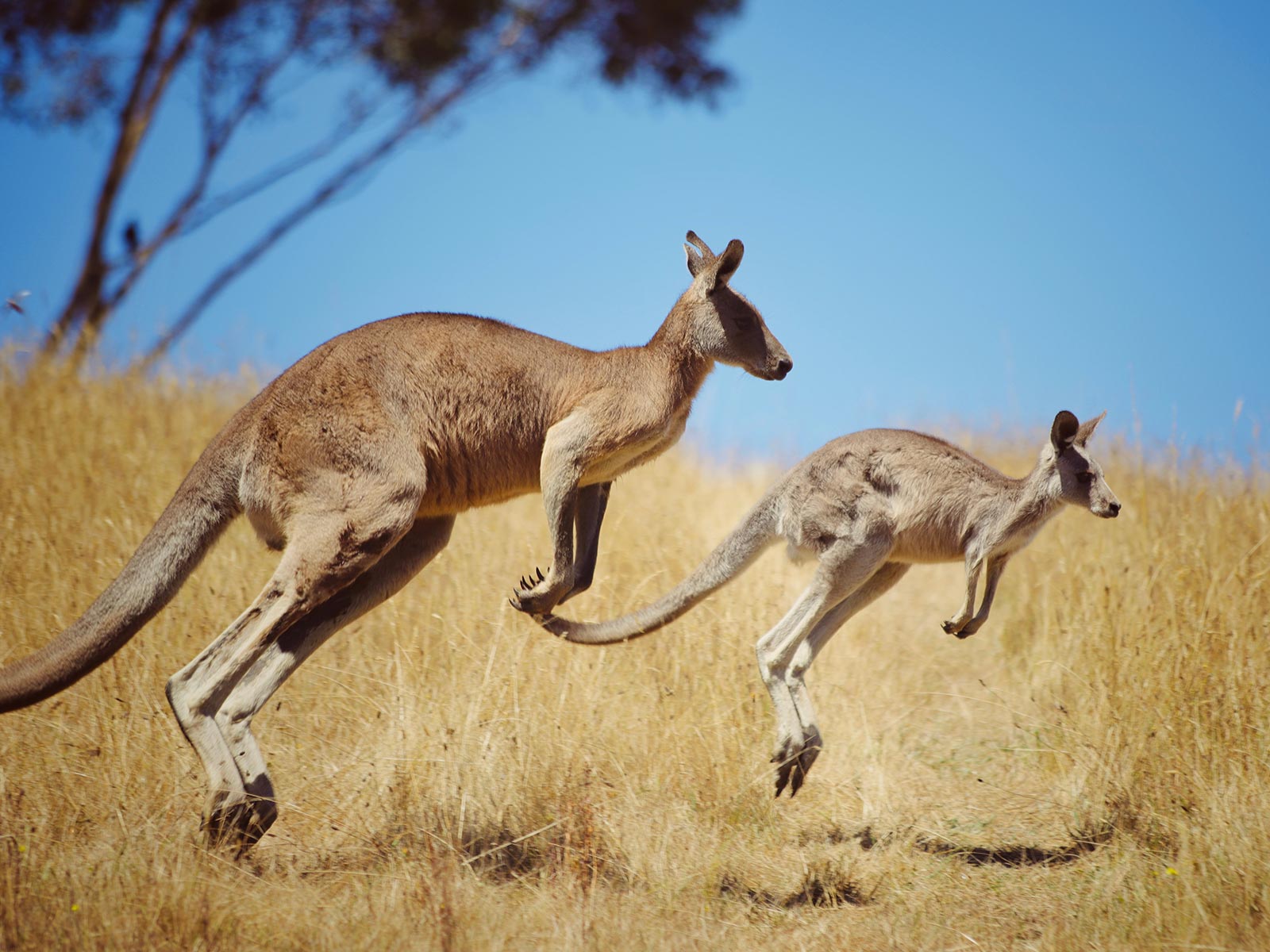 kangaroos.jpg