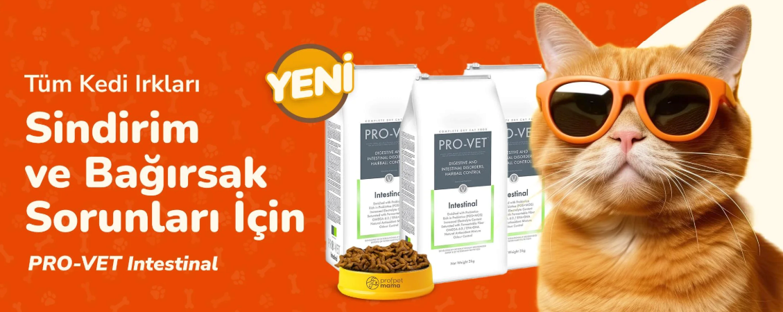 kedi1.png