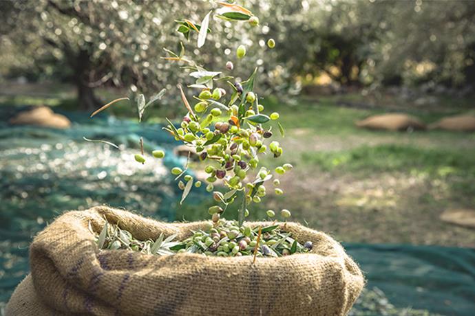 zeytin3.jpg