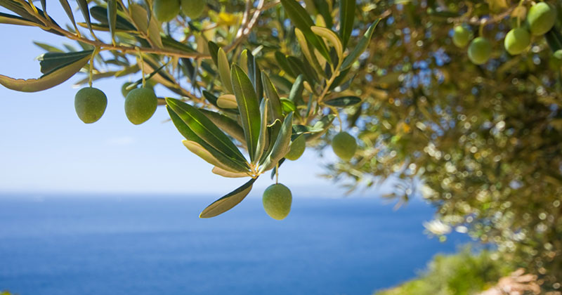zeytin4.jpg