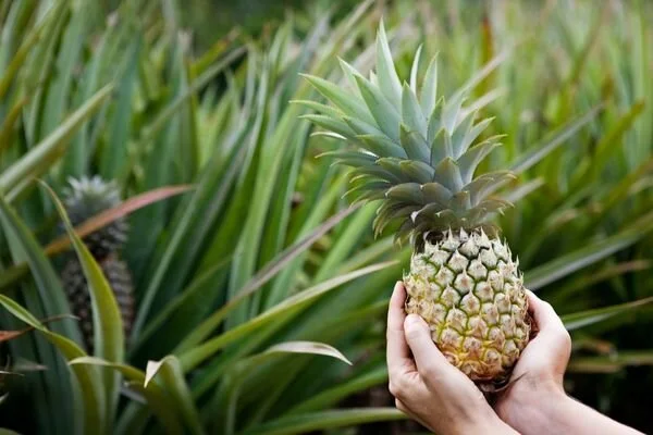 ananas-haber-5.jpg