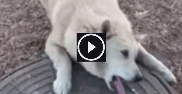 Dili rögar kapağına sıkışan köpeğe vatandaş yardım etti