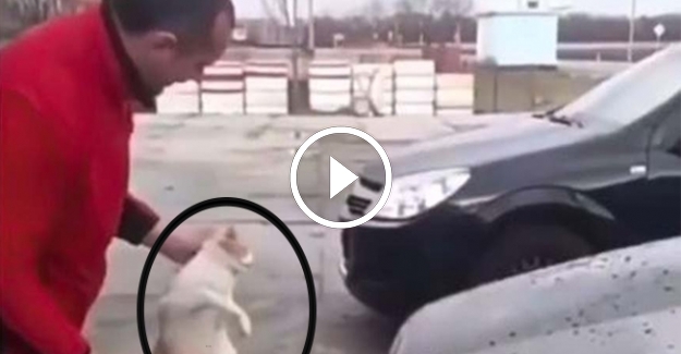 Kediyi bez gibi kullandı... Arabasını sildi