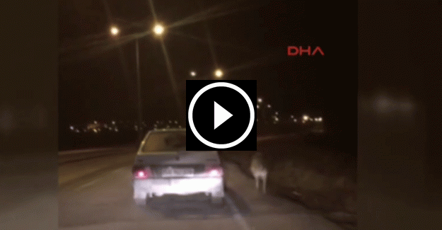 Köpeği, otomobiline bağlayıp koşturdu