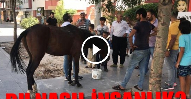 Yük taşıyan at yere yığılınca sahibi arabasını alıp kaçtı