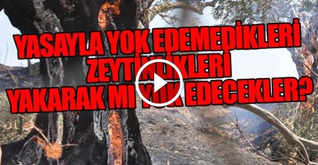 Zeytinlikler göz göre göre, alev alev yandı; yurttaşlar isyan etti: İtfaiye geç geldi