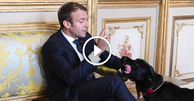 Macron'un köpeği, Elysee Sarayı'nda yapılan görüşme sırasında şömineye işedi